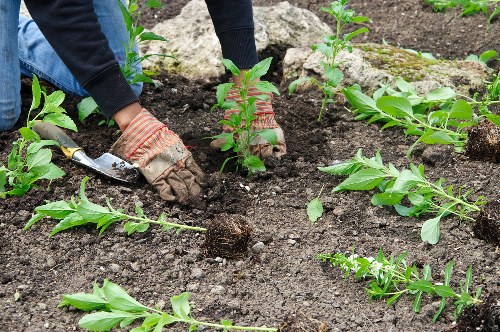 Risk assessment and site preparation before gardening work
