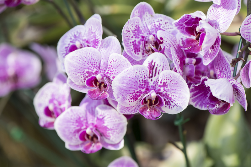 irrigation system garden